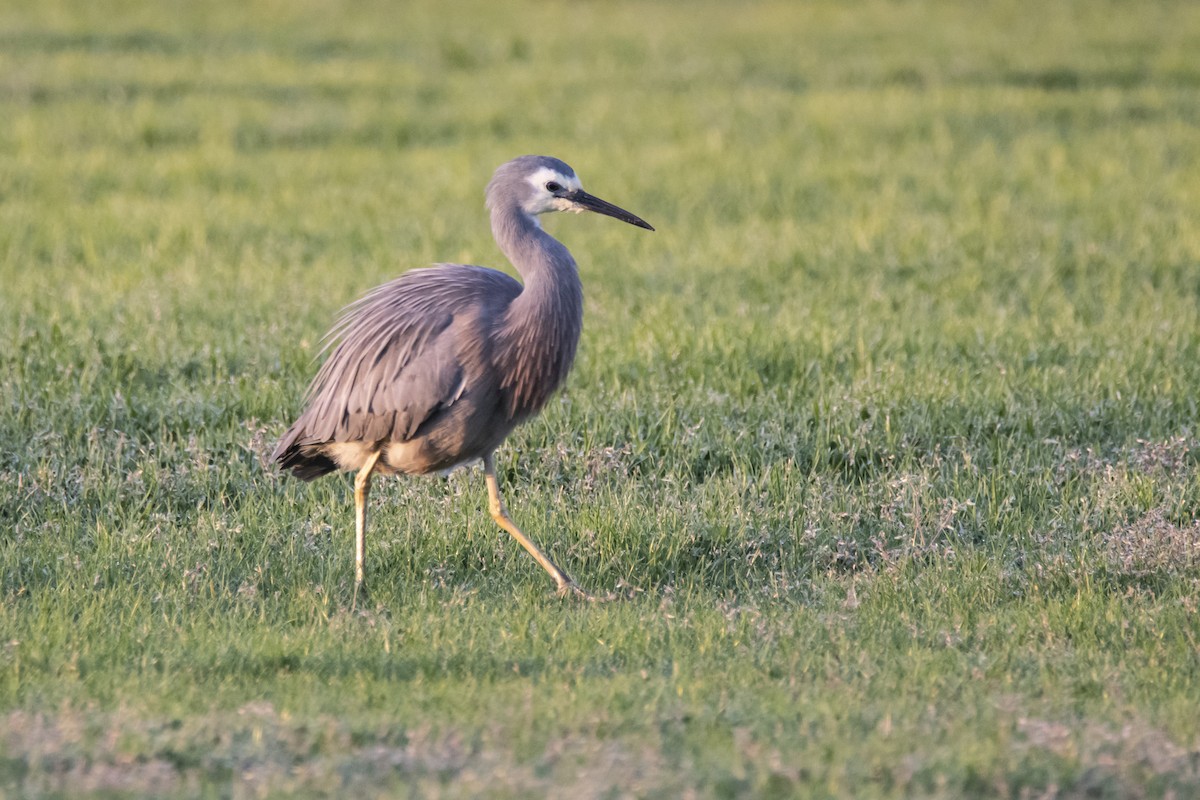 White-faced Heron - ML369268231