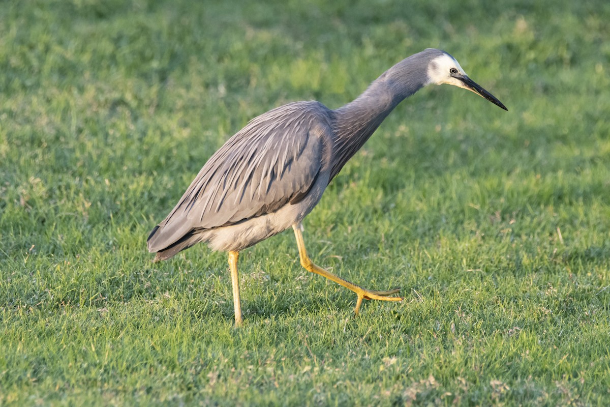 White-faced Heron - ML369268331