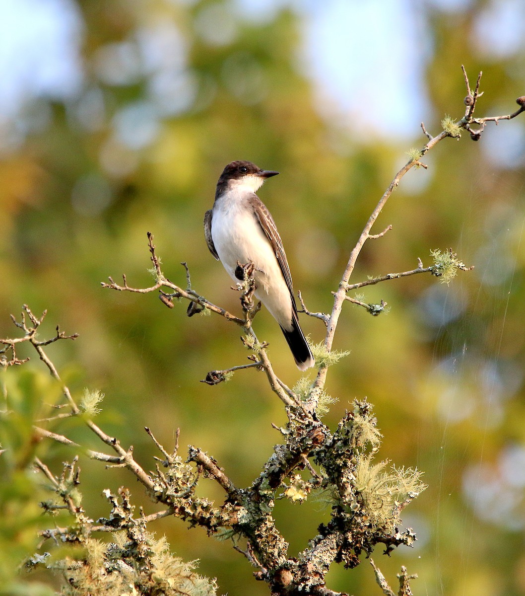 Eastern Kingbird - ML369268591