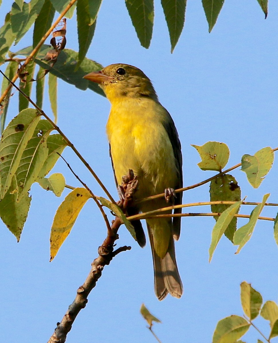 Scarlet Tanager - ML369269031