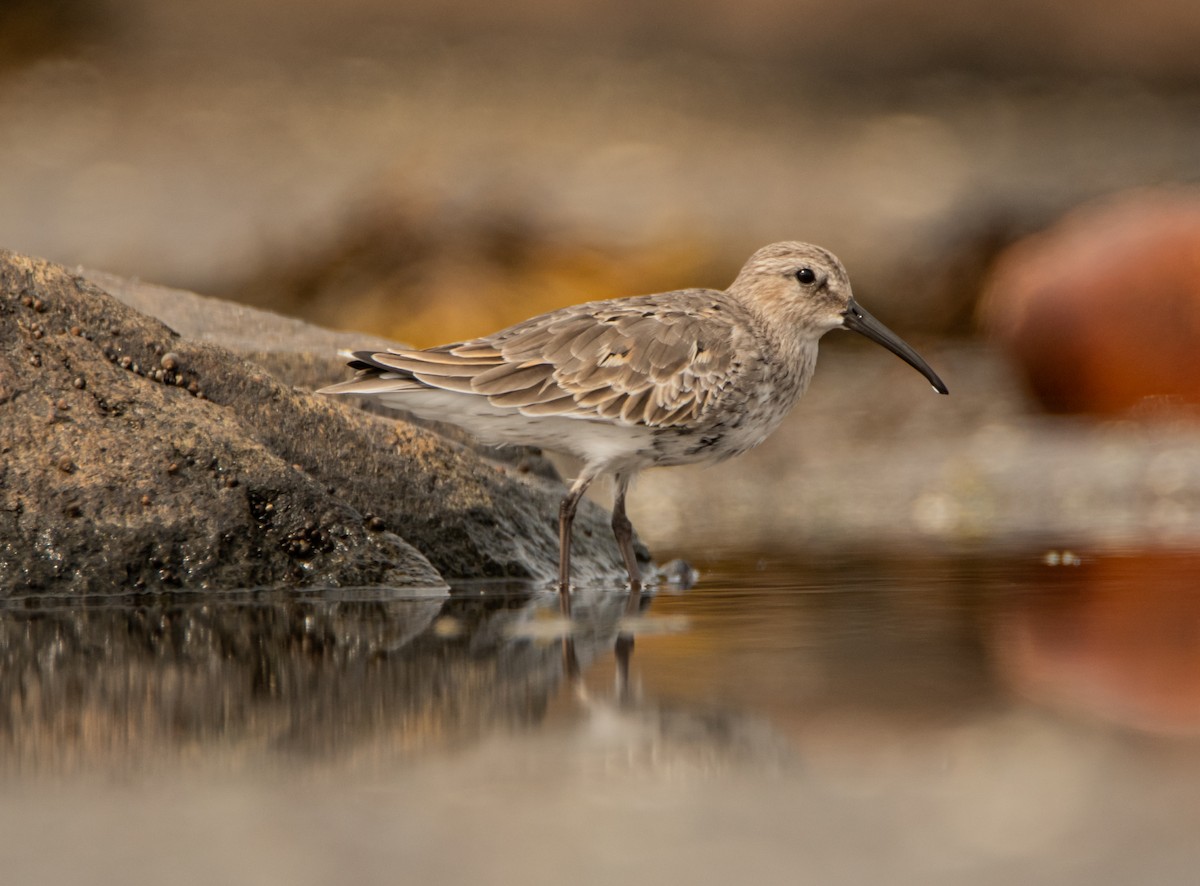 Alpenstrandläufer - ML369269051