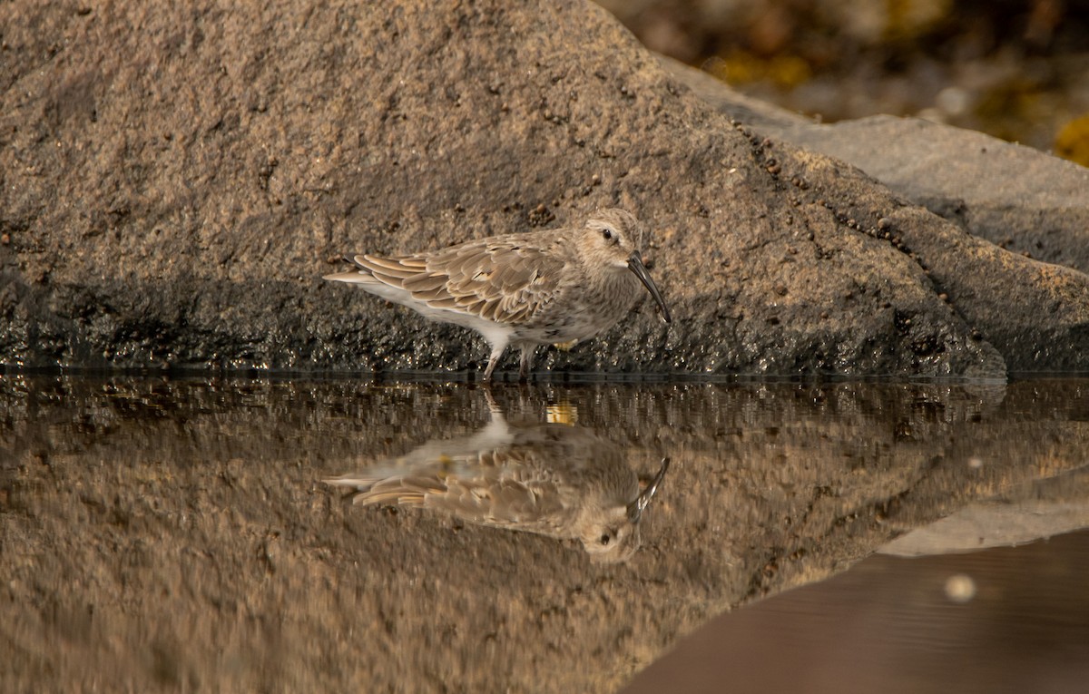 Alpenstrandläufer - ML369269061