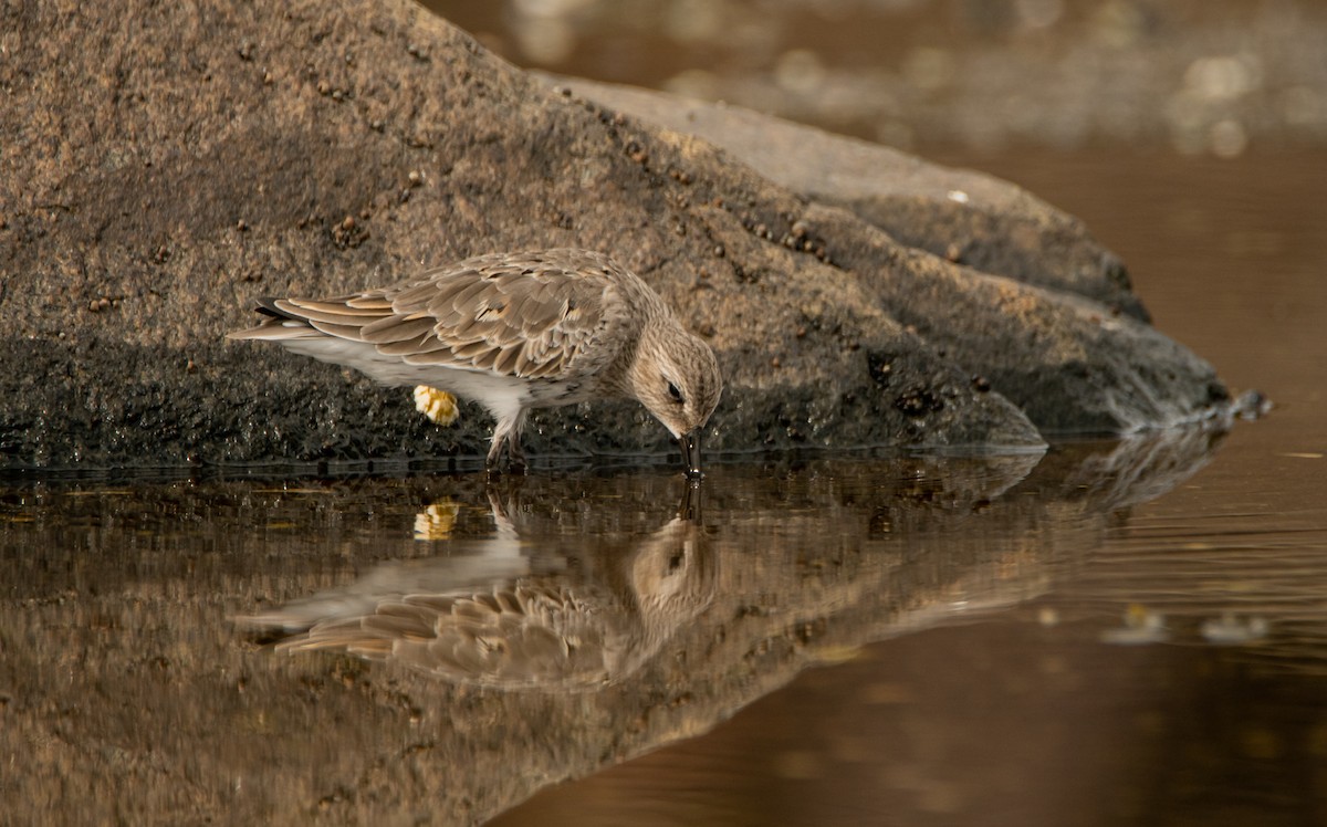 Dunlin - ML369269071