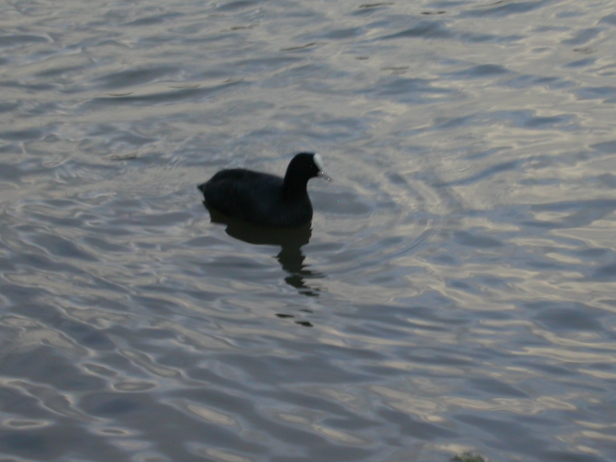 Eurasian Coot - ML369269111