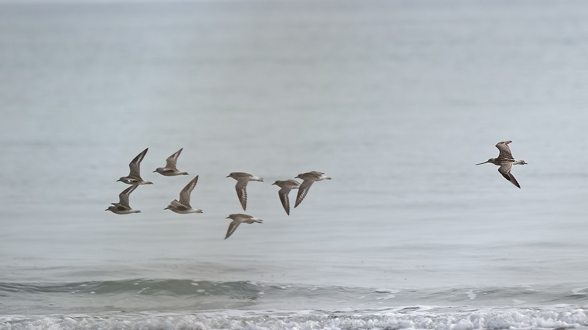 Bar-tailed Godwit - Ferit Başbuğ