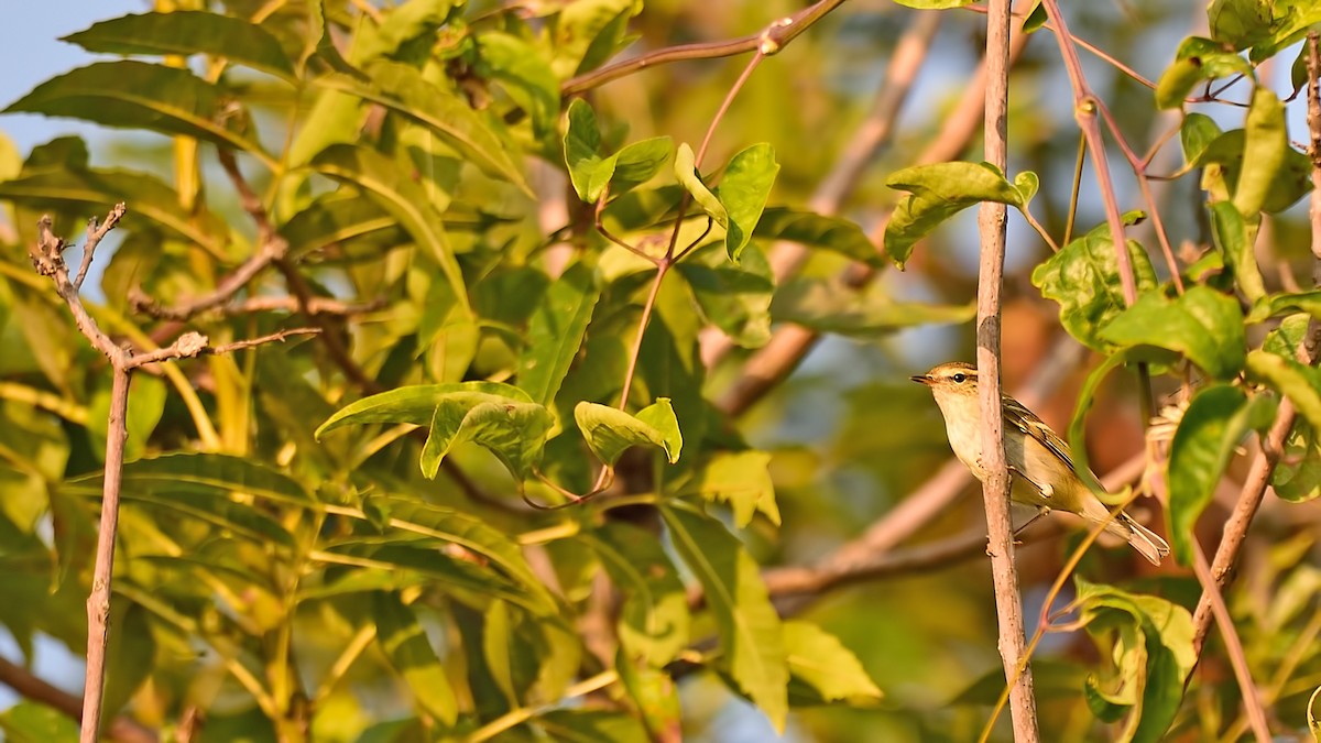 Yellow-browed Warbler - ML36927501