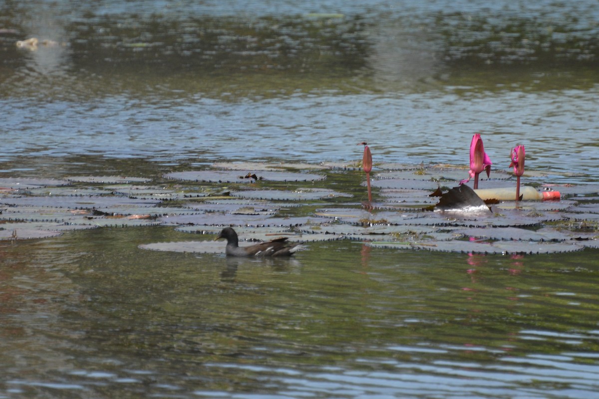 Gallinule poule-d'eau - ML369276691