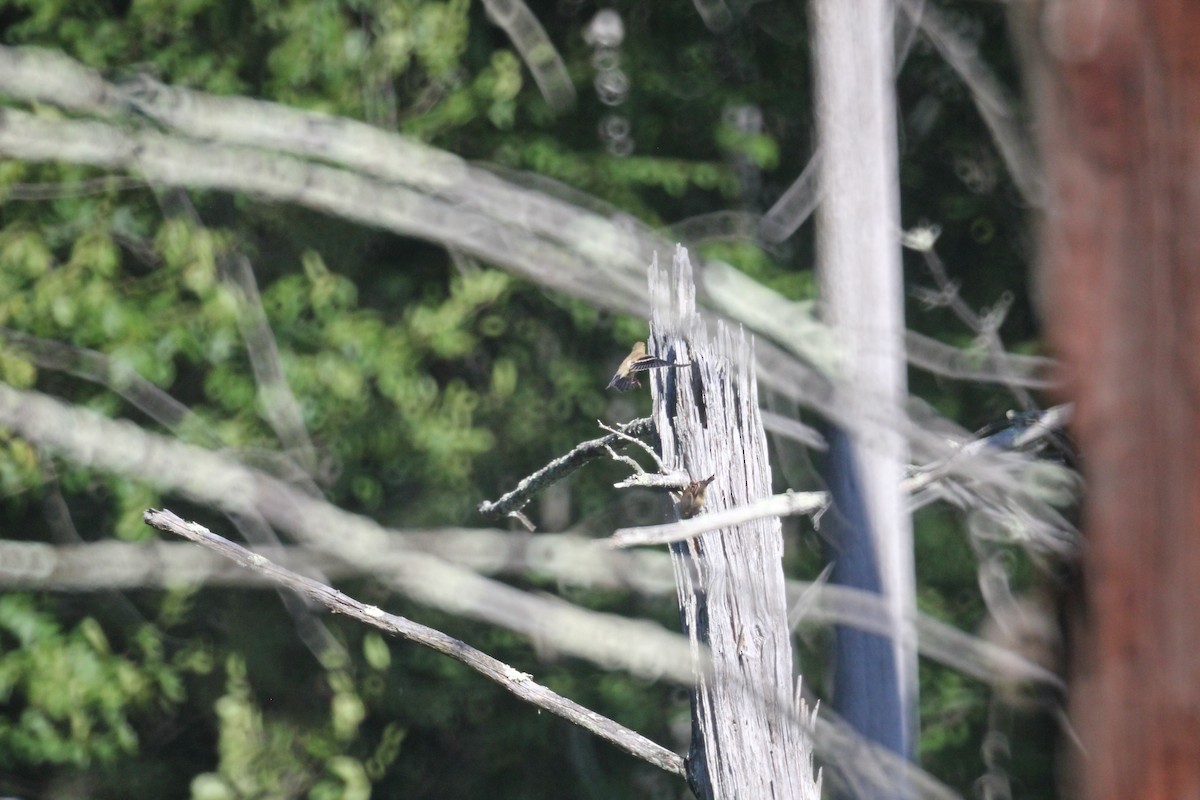 American Goldfinch - ML369276801