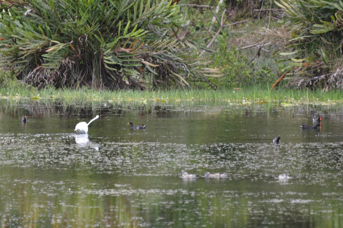 Gallinule poule-d'eau - ML369277021