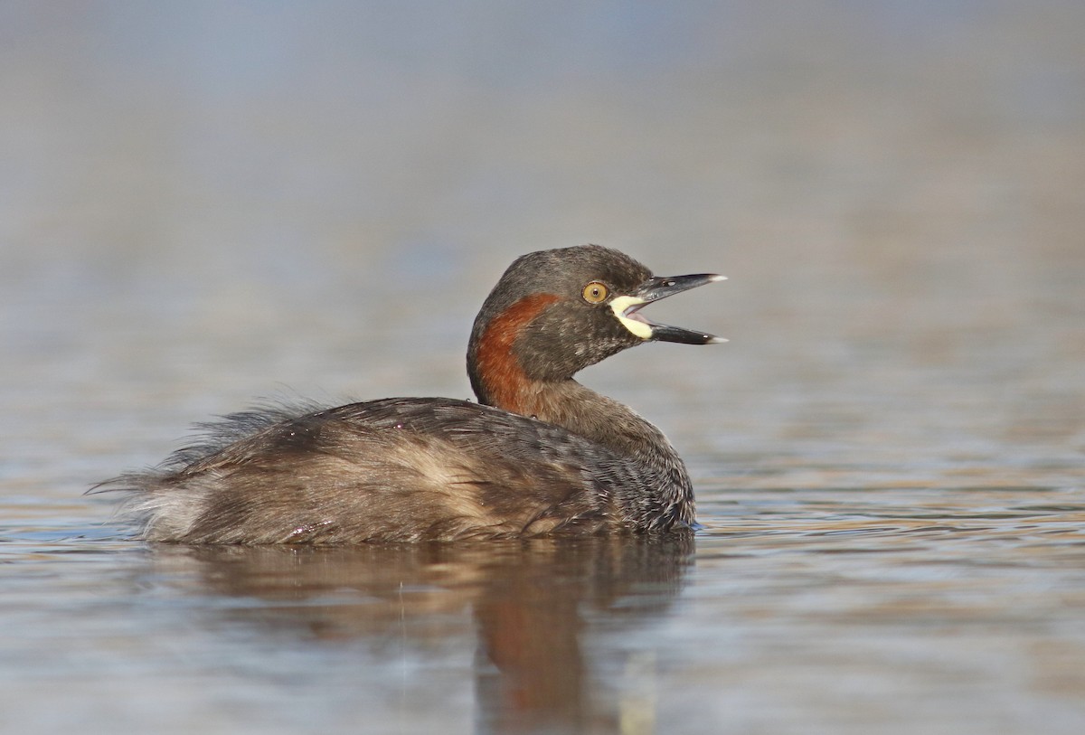 Australasian Grebe - ML369277241