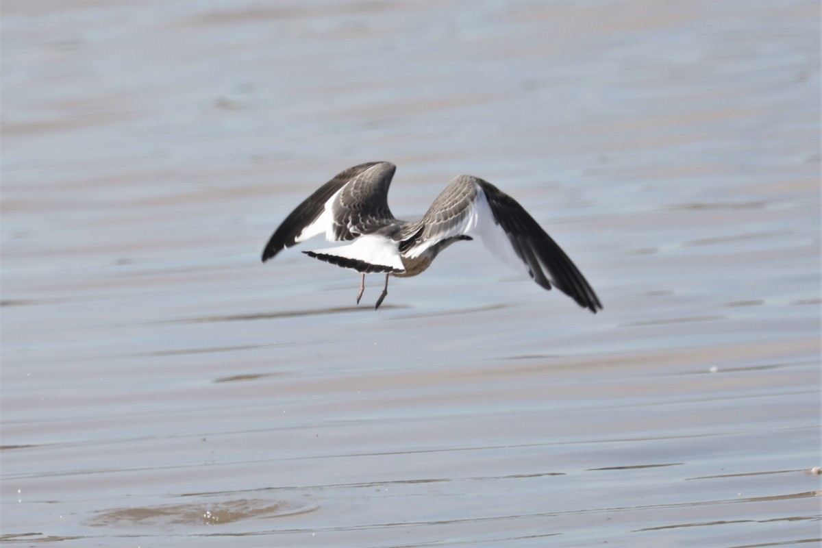 Sabine's Gull - Chuck Gates