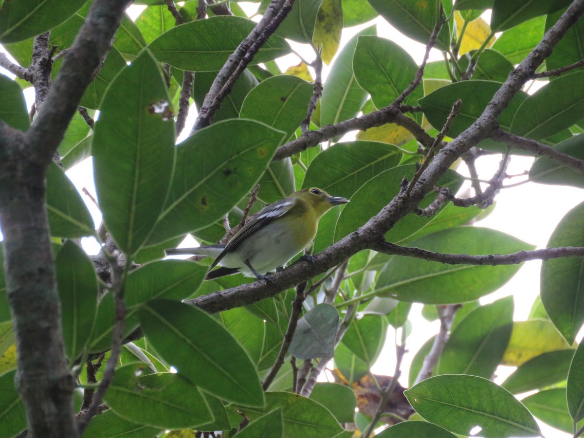 Yellow-throated Vireo - ML369280121