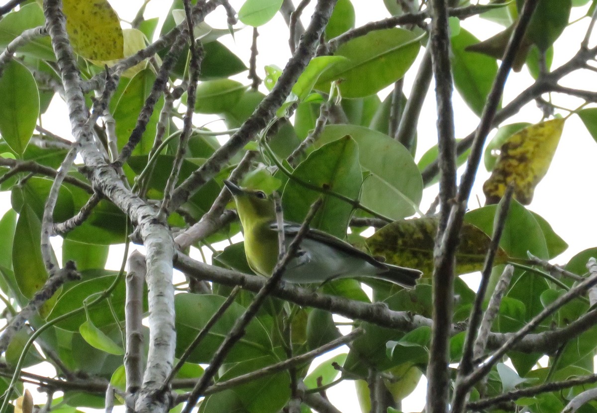 Yellow-throated Vireo - ML369280451