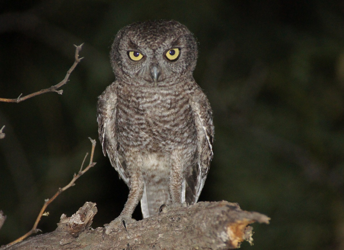 Western Screech-Owl - ML369280631