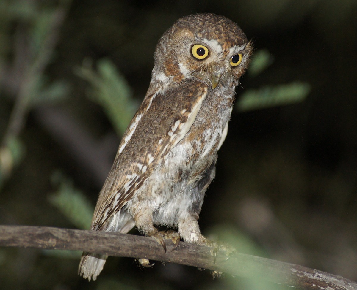 Elf Owl - ML369281241