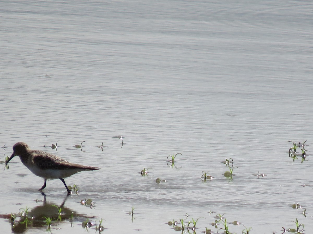 Baird's Sandpiper - Teri Warren