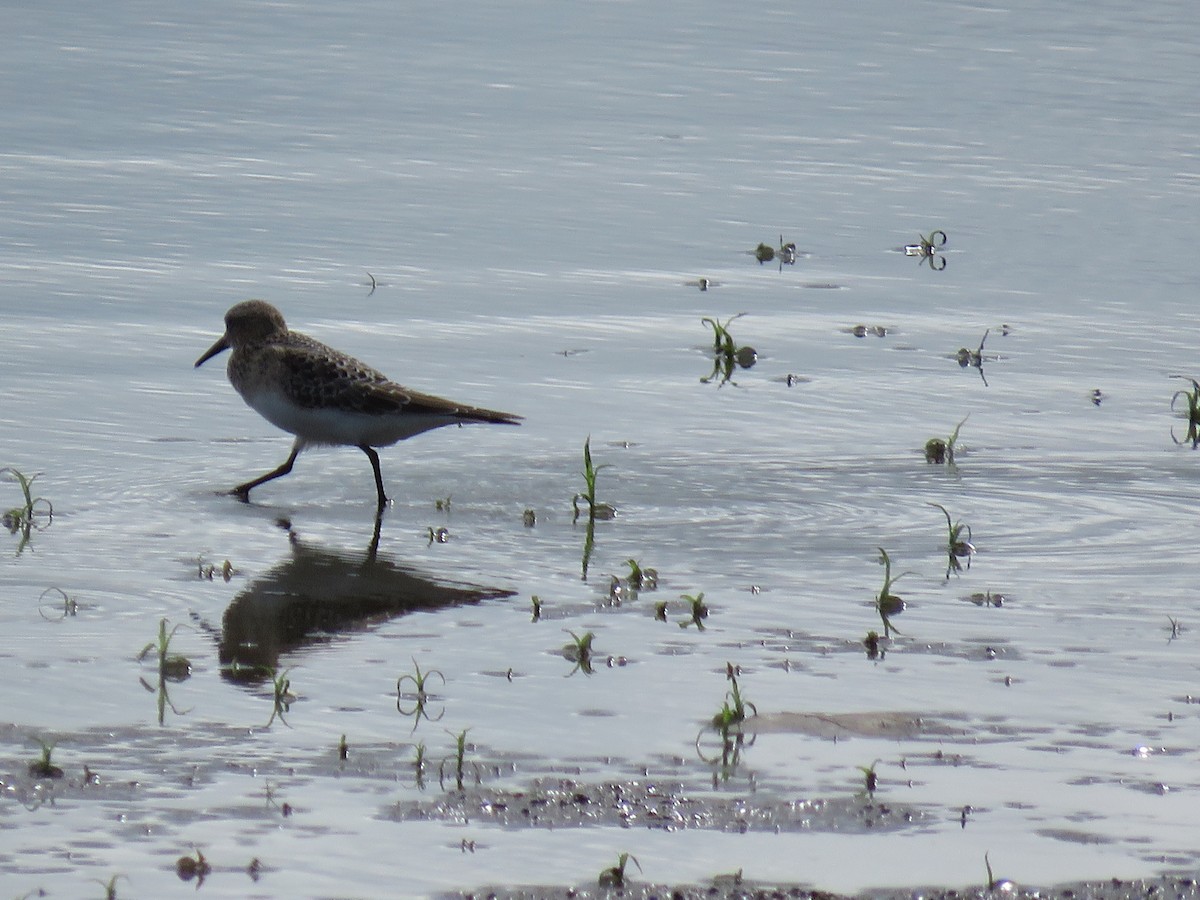 Baird's Sandpiper - Teri Warren