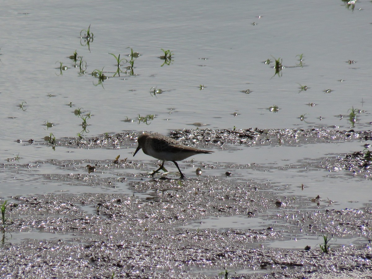 Baird's Sandpiper - Teri Warren