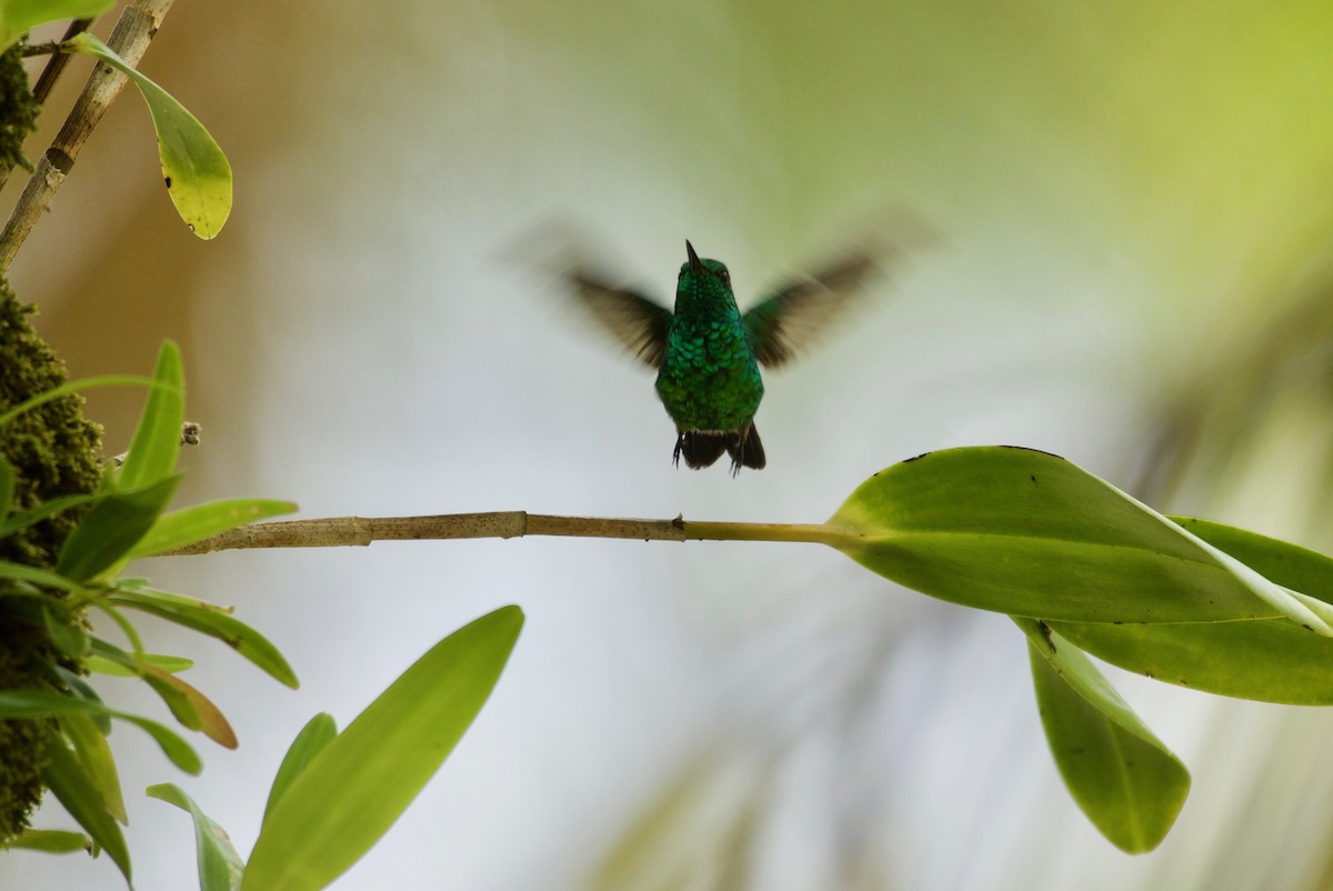 Garden Emerald - ML369283011