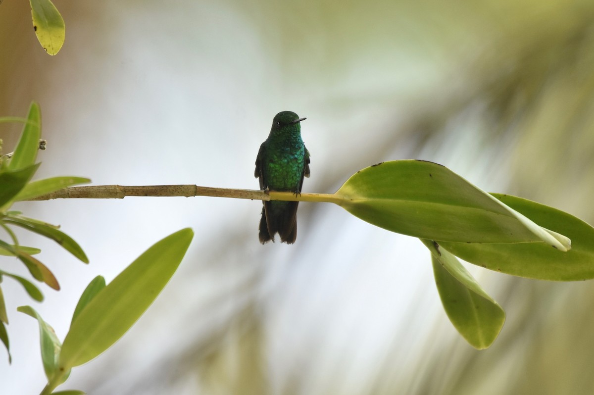 Garden Emerald - ML369283021