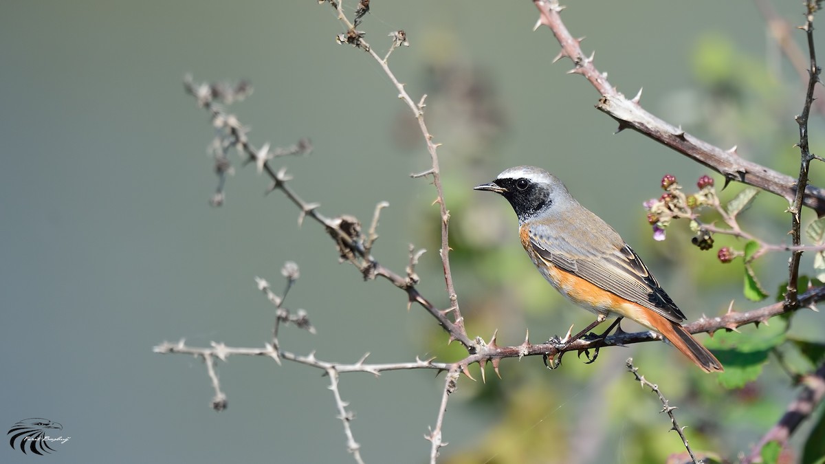 Common Redstart - Ferit Başbuğ