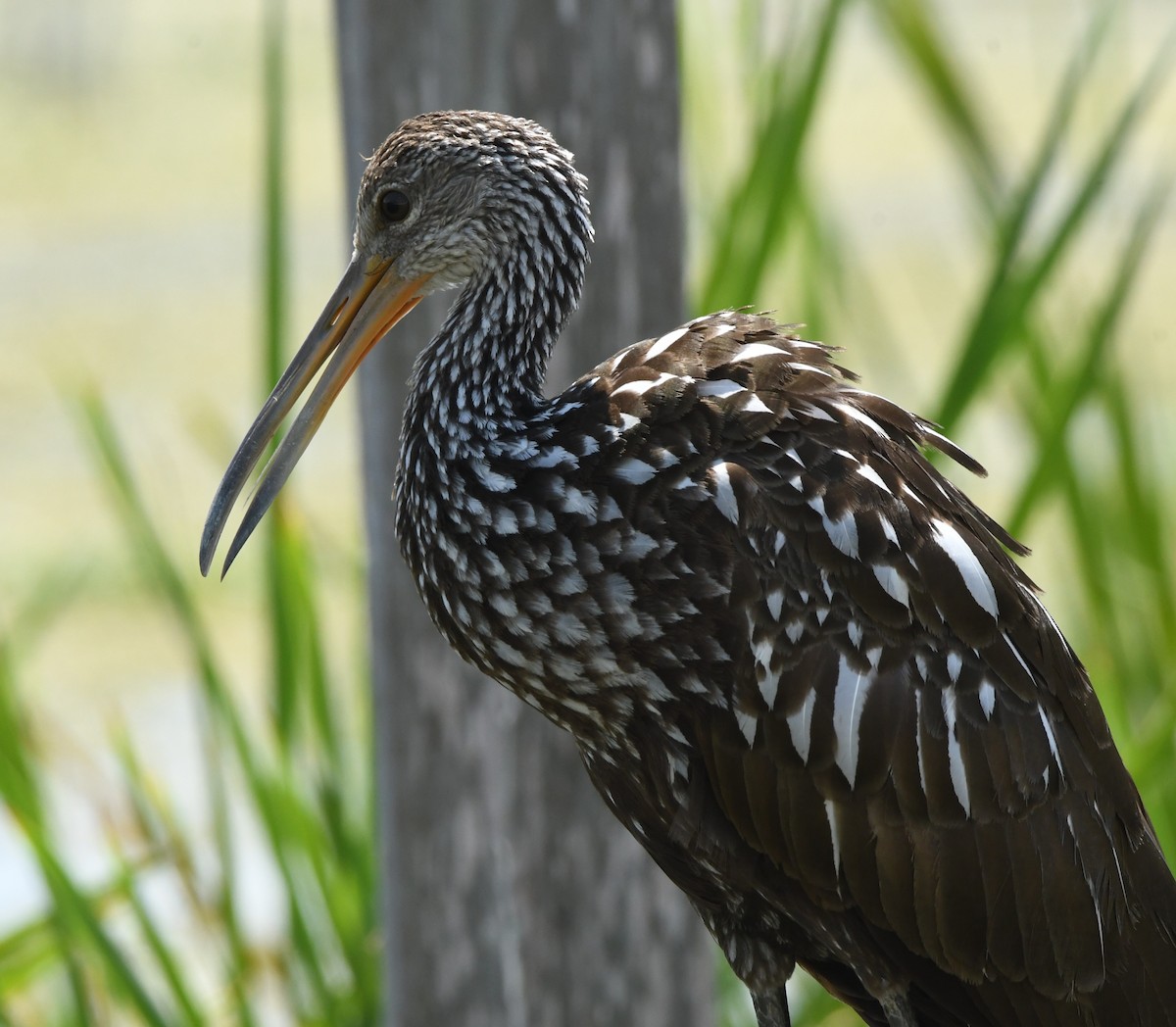 Limpkin - ML369283161