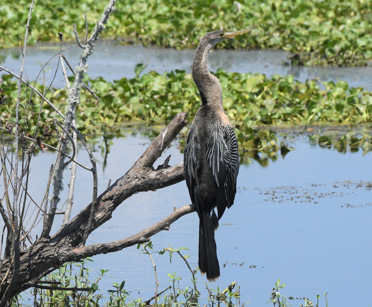 Anhinga d'Amérique - ML369283181