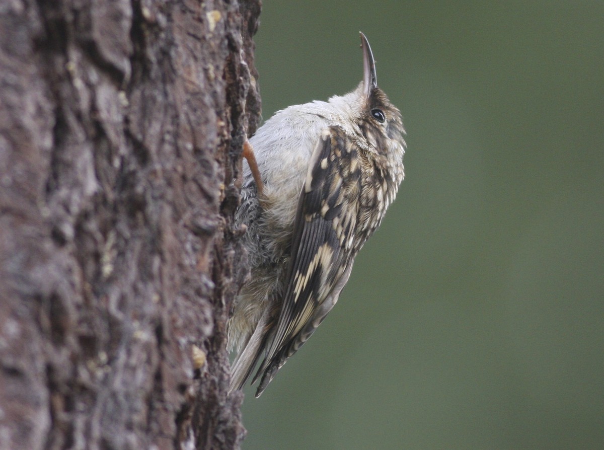 Brown Creeper - Joe Sweeney