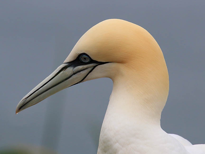 Northern Gannet - Mark Dennis