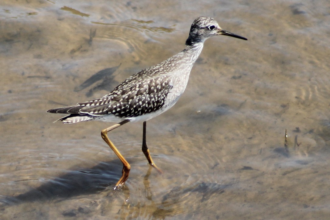 Lesser Yellowlegs - ML369285441