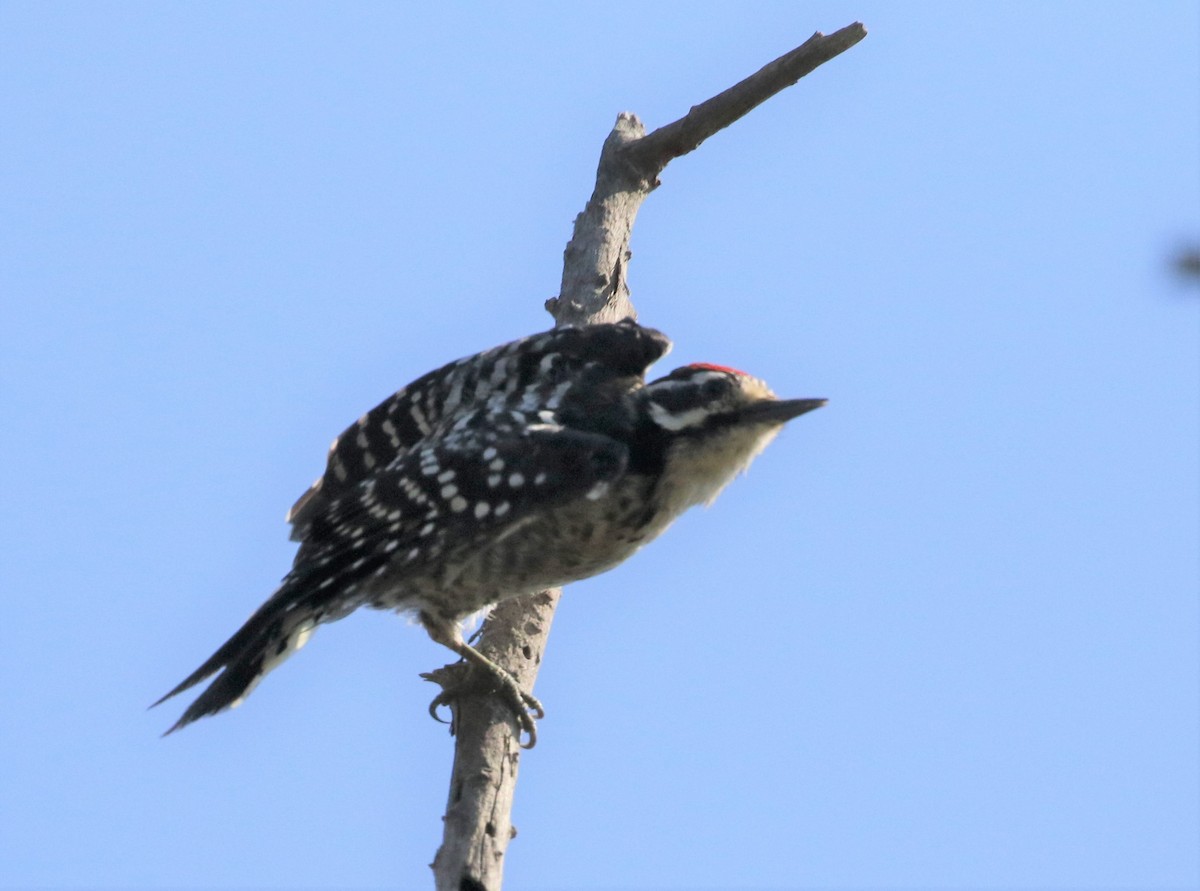 Nuttall's Woodpecker - ML369285461