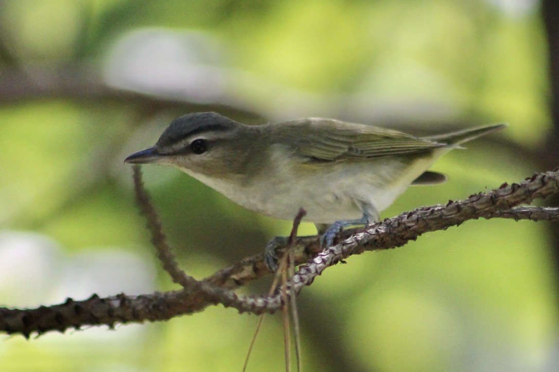 Red-eyed Vireo - ML369285481