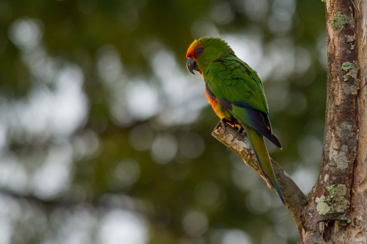 Golden-capped Parakeet - Joao Quental JQuental
