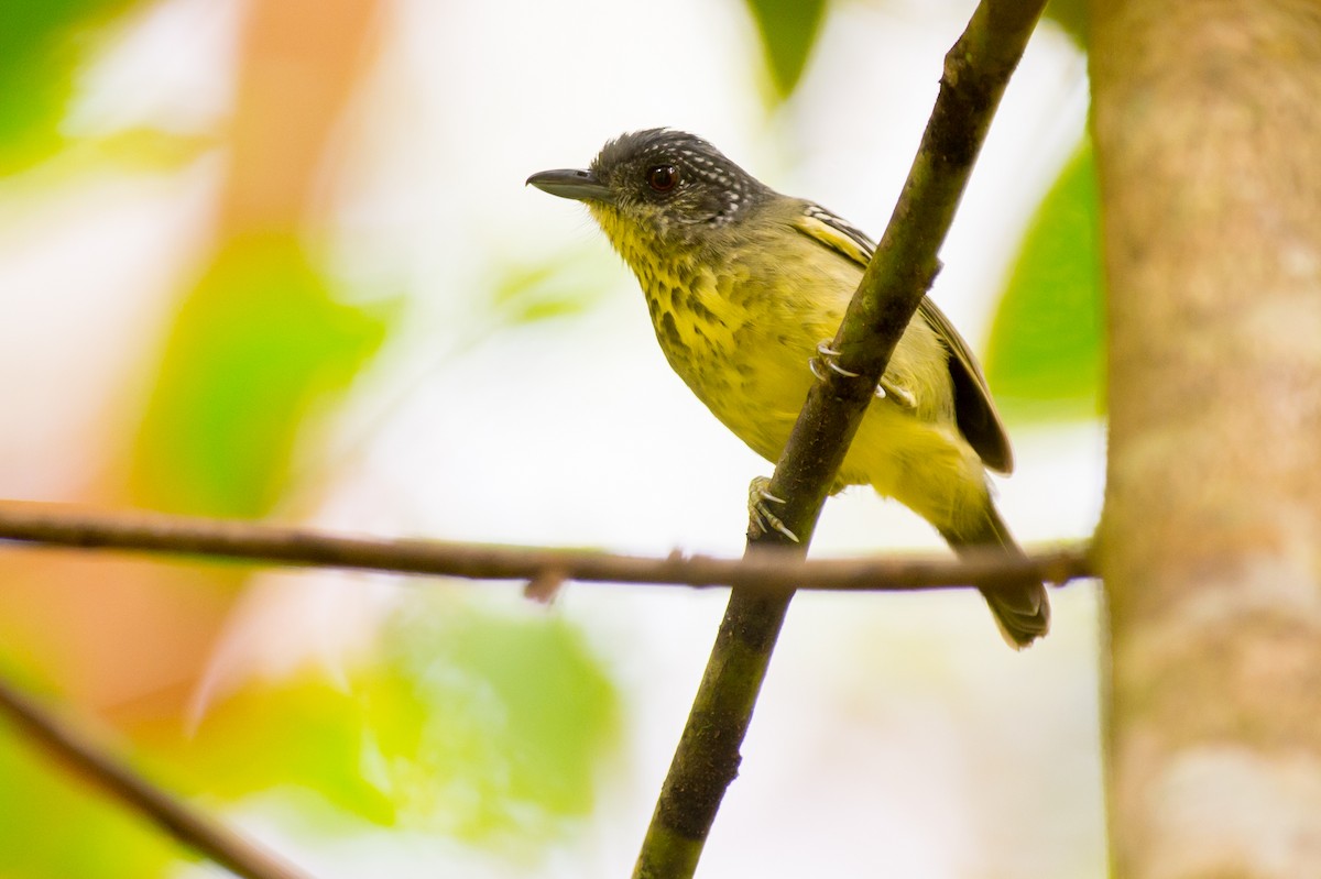 Fleckenbrust-Ameisenvogel - ML36928571