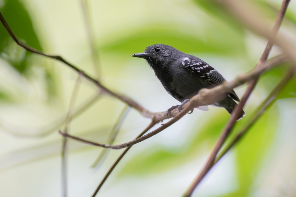 Salvadori's Antwren - Joao Quental JQuental