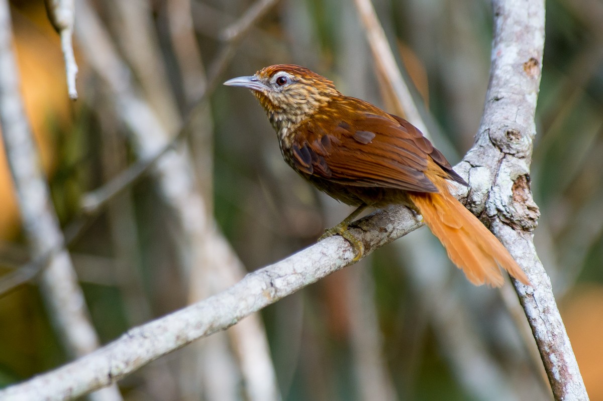 Striated Softtail - Joao Quental JQuental