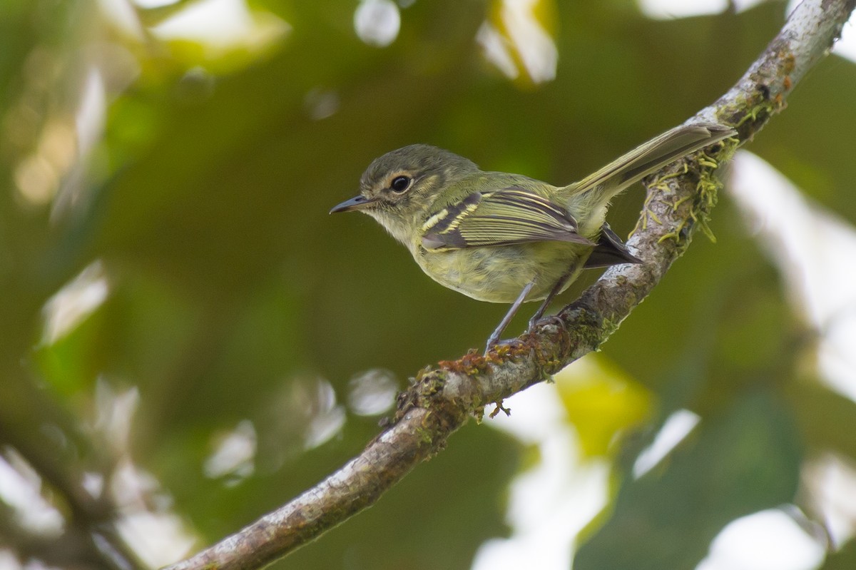 Bahia Tyrannulet - ML36928611