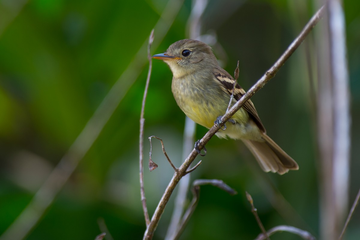 Euler's Flycatcher - Joao Quental JQuental