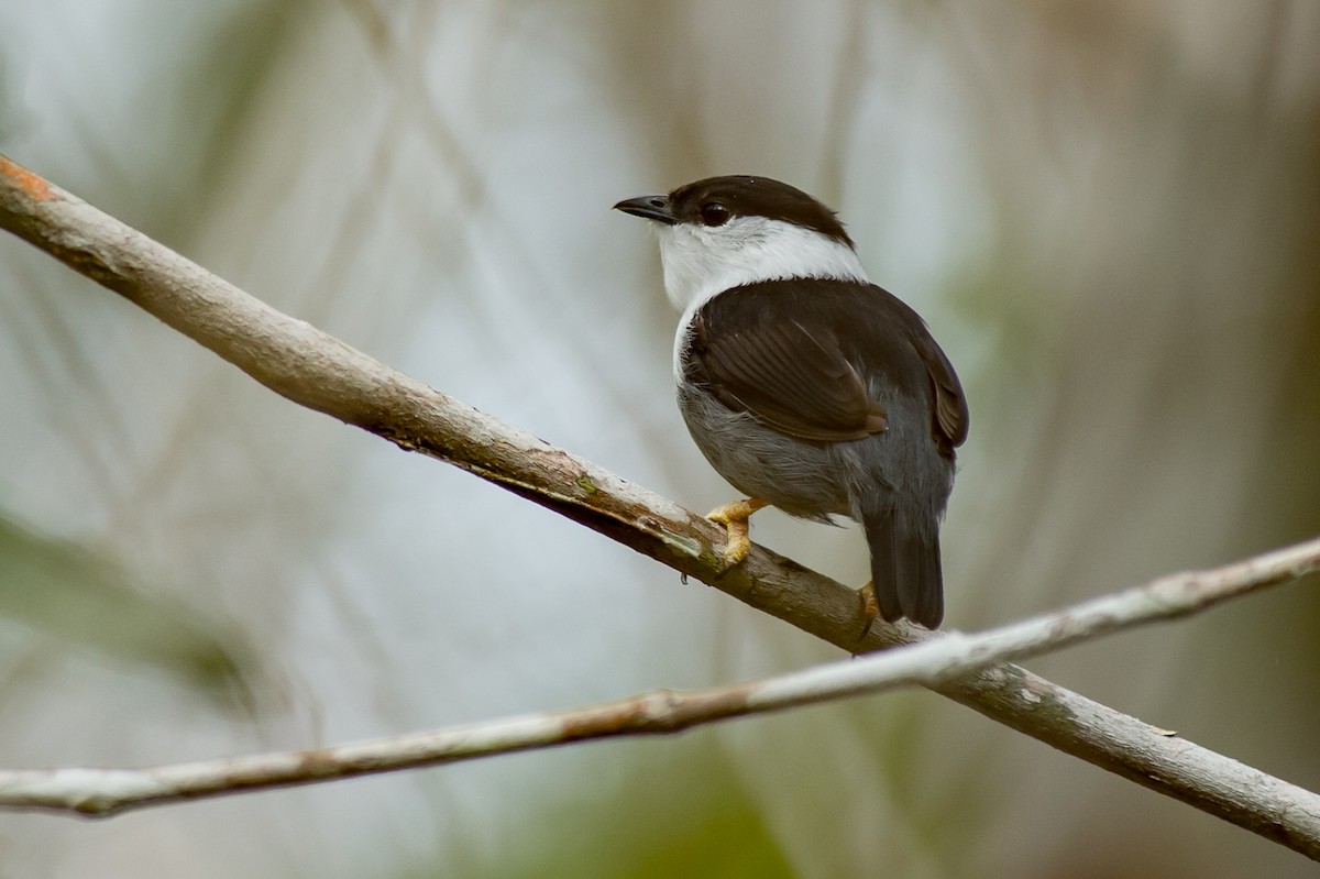 White-bearded Manakin - ML36928671