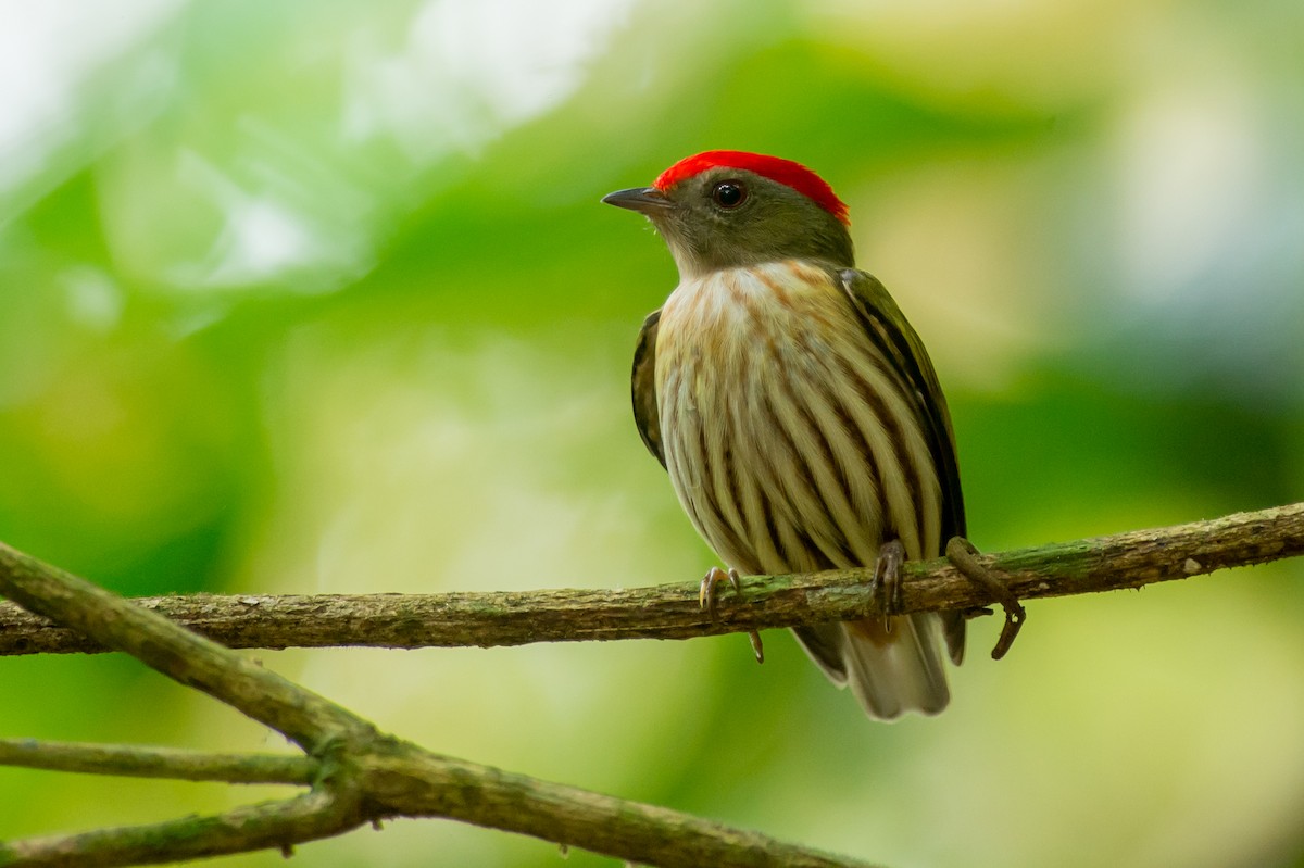 Kinglet Manakin - ML36928681