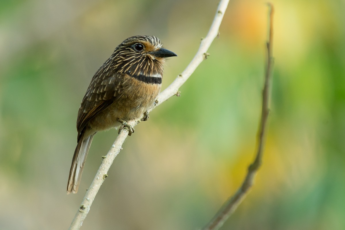 Crescent-chested Puffbird - Joao Quental JQuental