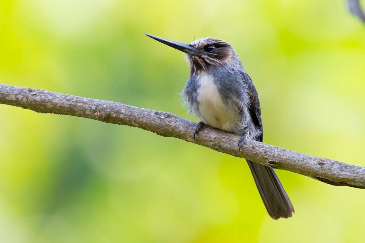 Three-toed Jacamar - Joao Quental JQuental