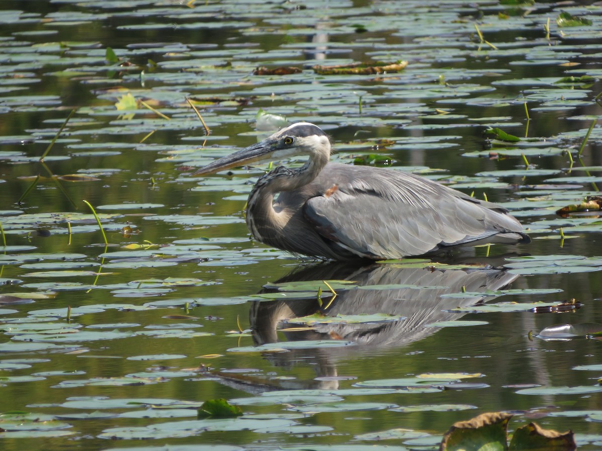 Great Blue Heron - ML369287351