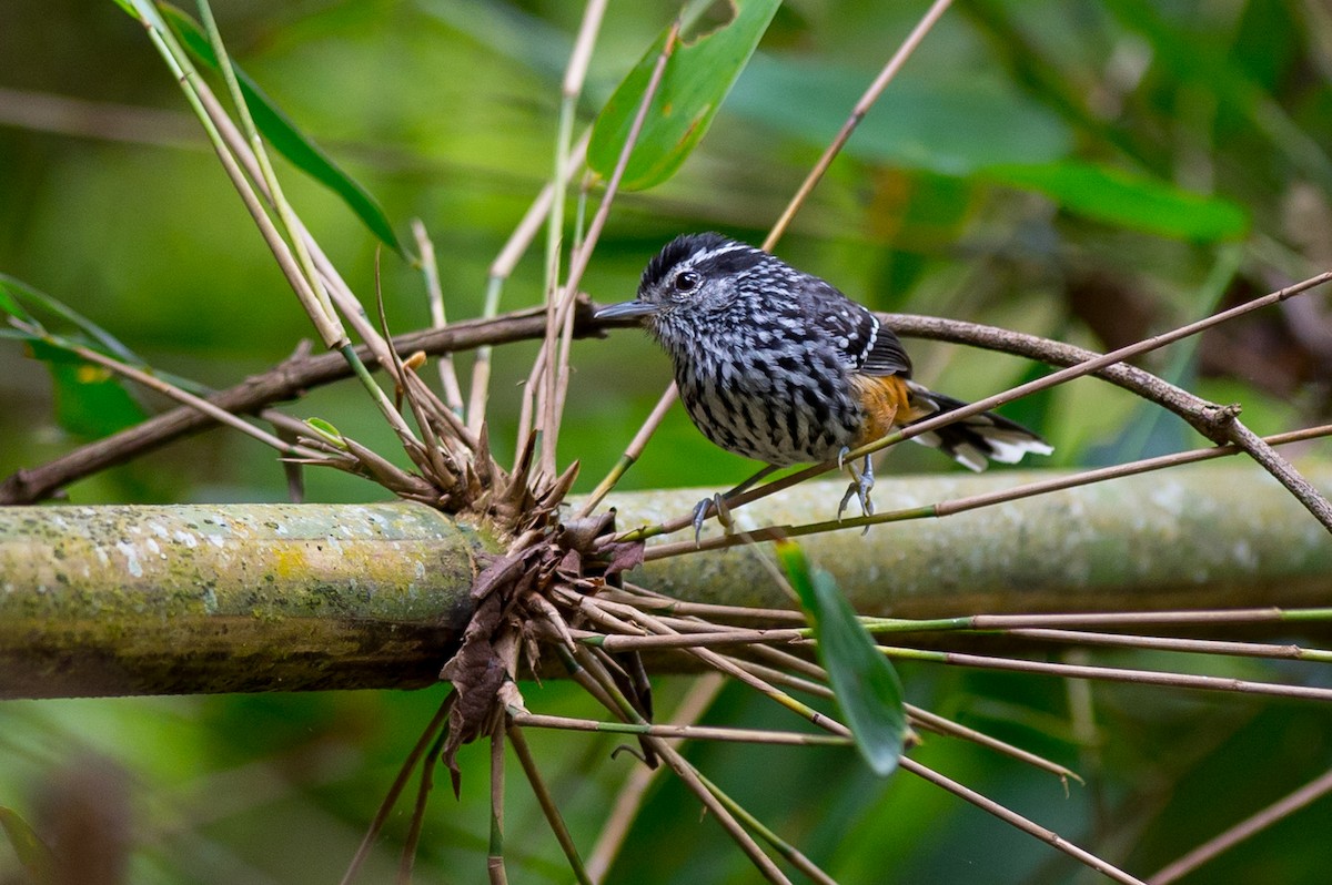 Ochre-rumped Antbird - ML36928751