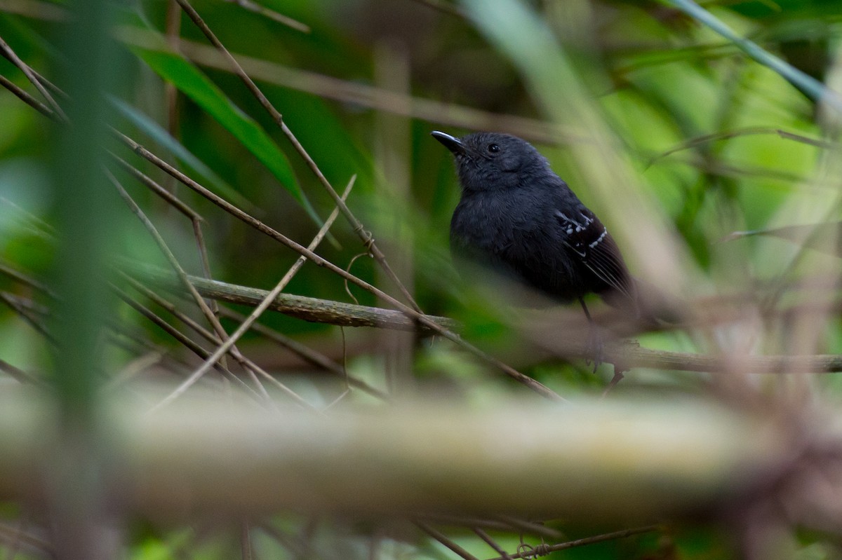 Rio de Janeiro Antbird - ML36928761