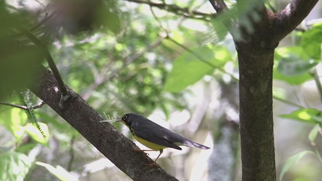 Canada Warbler - ML369287621