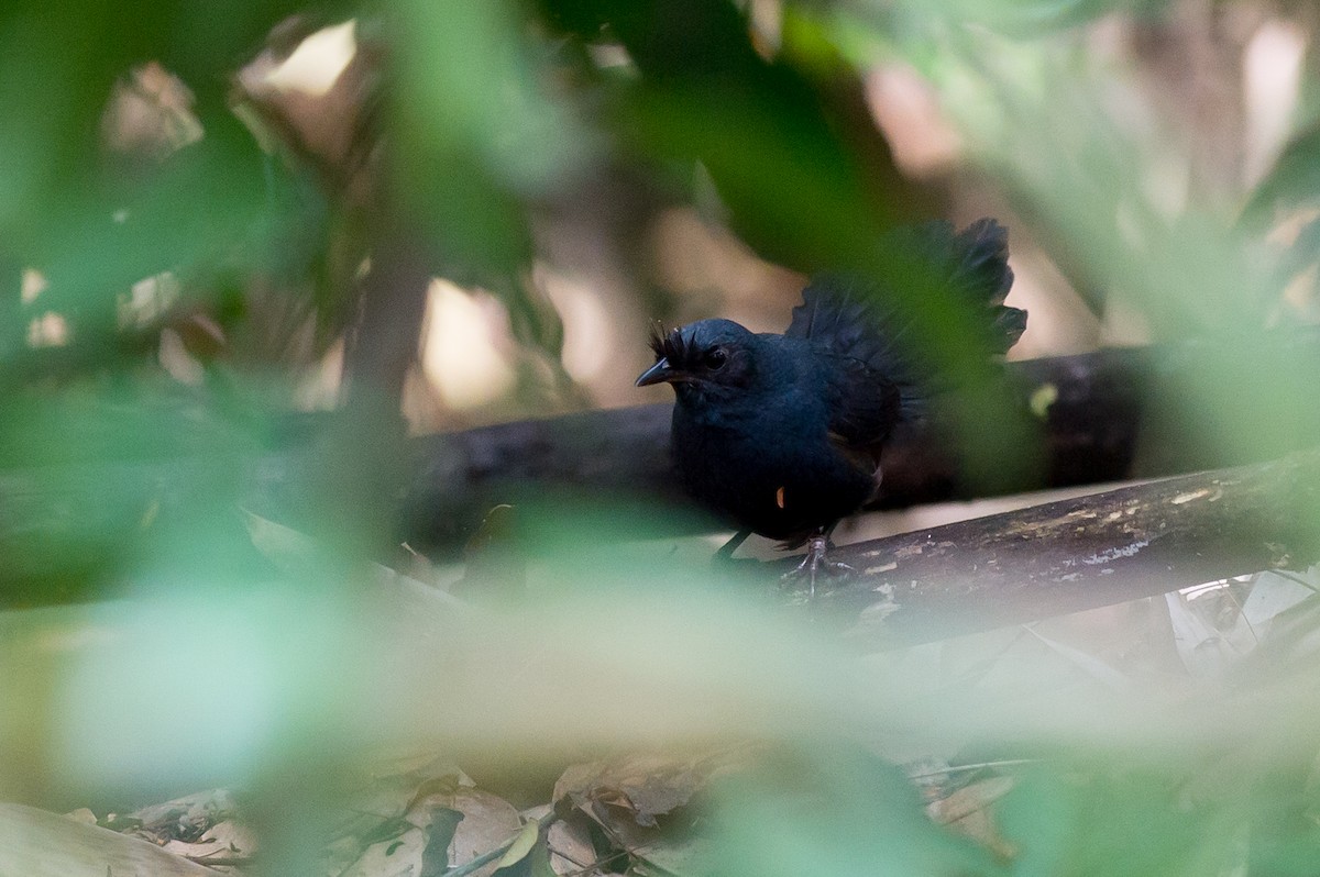 Stresemann's Bristlefront - ML36928771