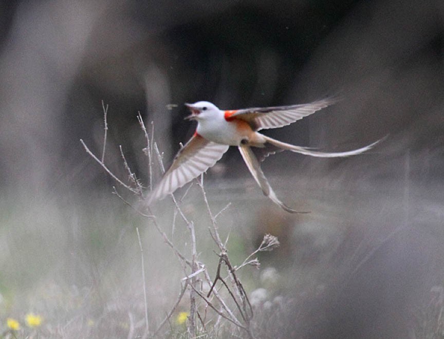 Scissor-tailed Flycatcher - ML36928801