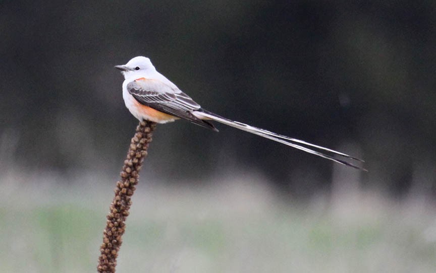 Scissor-tailed Flycatcher - ML36928811