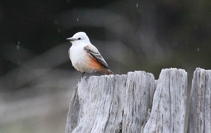 Scissor-tailed Flycatcher - ML36928821